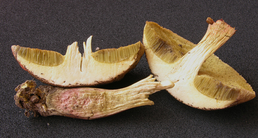 D''accordo per Boletus chrysenteron Bull